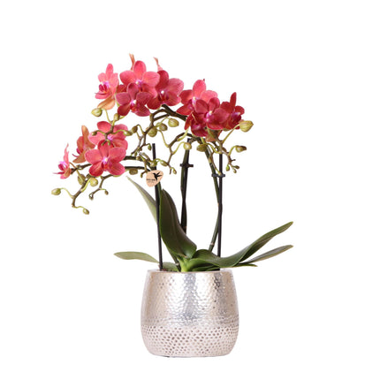 Red Phalaenopsis Orchid - Congo + Elite Silver Pot - Pot size Ø9cm - ↑ 40cm