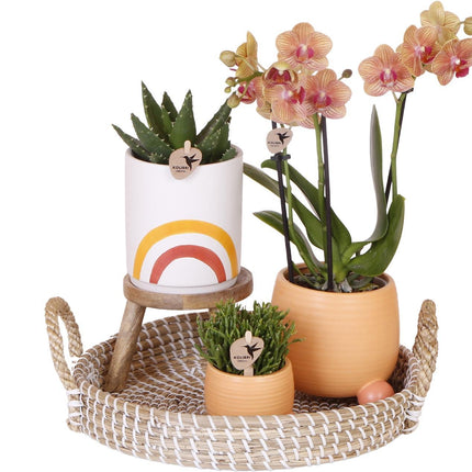 The Happy Plant set - Orange Phalaenopsis Orchid and Succulents - Matching ceramic pots included