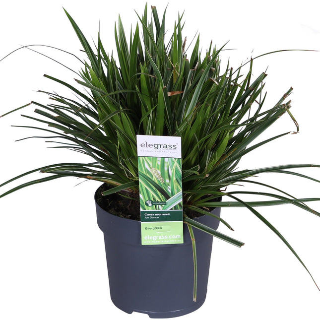 Carex morrowii 'Ice Dance' - ↨30cm - Ø14
