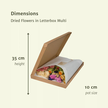 Trockenblumen in Letterbox Multi - Trockenstrauß - 35cm - Ø10