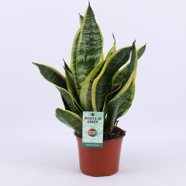 Sansevieria Futura Superba (Schwiegermutterzunge) ↑ 35 cm