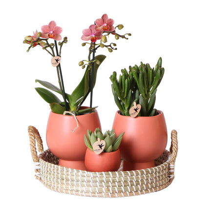 Scandic Geschenkset Terrakotta | Pflanzenset mit orangefarbener Phalaenopsis Orchidee und Sukkulenten - Keramiktöpfe inbegriffen