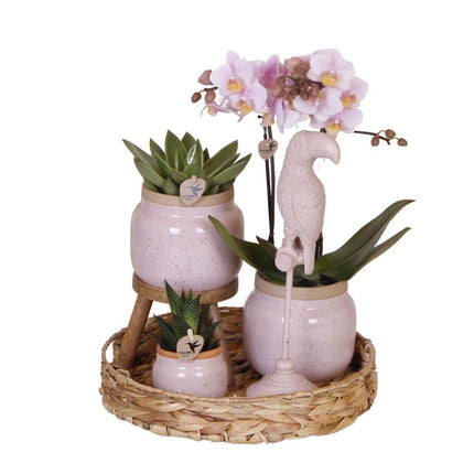 Romantic gift set - Plant set with pink Phalaenopsis Orchid and Succulents- Ceramic pots included