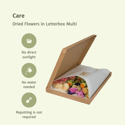 Trockenblumen in Letterbox Multi - Trockenstrauß - 35cm - Ø10