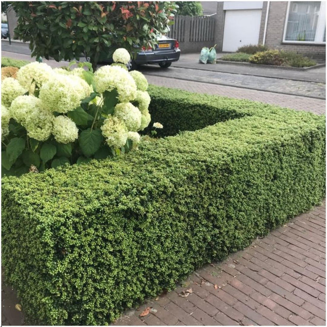 Plants by Frank - 1 mètre de haie de houx - Ilex crenata 'Jenny'® - Lot de 6 plants de haie résistants au gel - Haie persistante - Livré fraîche de la pépinière