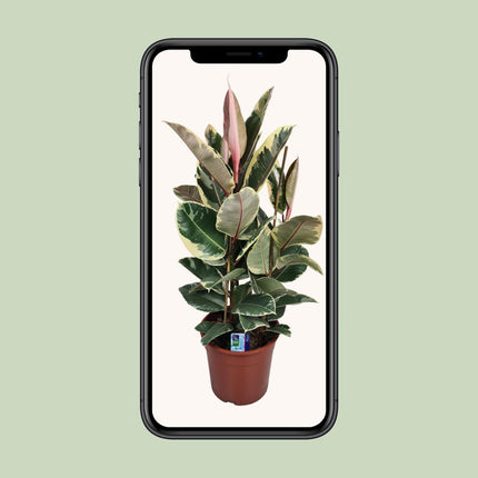 Ficus Elastica Tineke (Rubber Plant) ↑ 85 cm