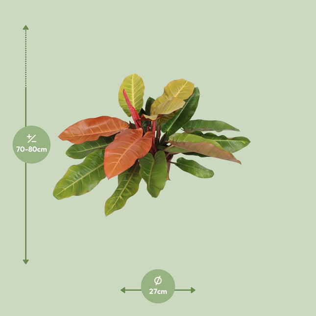 Philodendron Prince Of Orange (Herzblatt-Philodendron) ↑ 75 cm
