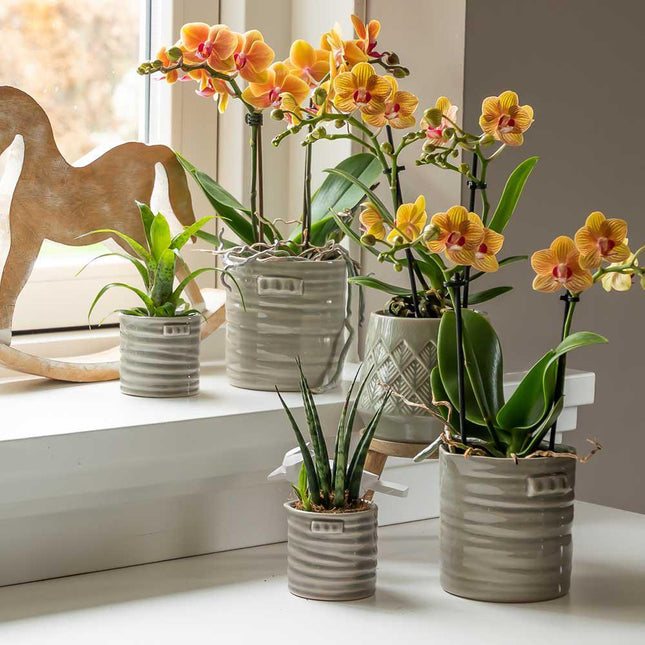 Kolibri Orchids | orchidée Phalaenopsis orange, pot Ø9 cm | plante fleurie fraîche du producteur