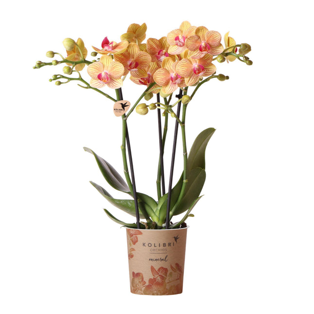 Kolibri Orchids | orchidée Phalaenopsis orange, pot Ø9 cm | plante fleurie fraîche du producteur