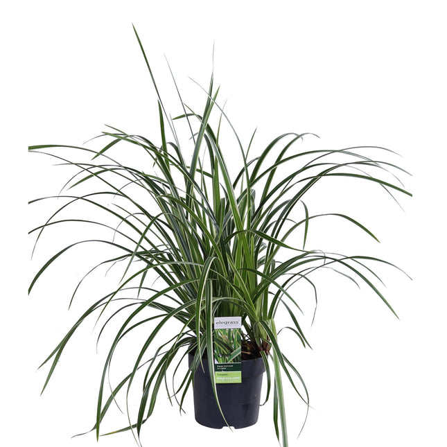 Carex morrowii 'Ice Dance' - ↨30cm - Ø14