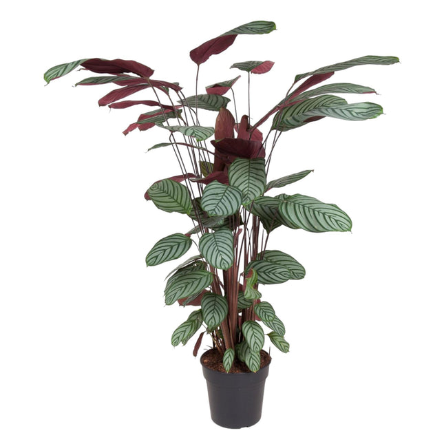 Calathea Oppenheimiana (Peacock Plant) ↑ 140 cm