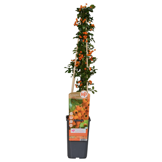 Pyracantha 'Soleil dOr' - ↨65cm - Ø15