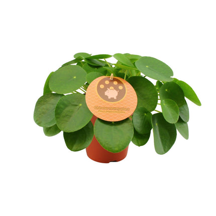 Pilea Peperomioides (Chinese Money Plant) ↑ 30 cm
