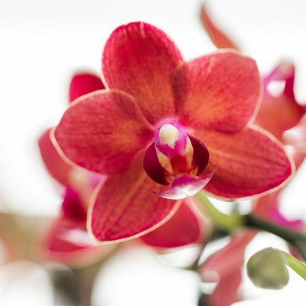 Red Phalaenopsis Orchid - Congo + Diabolo travertine - Pot size Ø9cm - ↑ 35 cm
