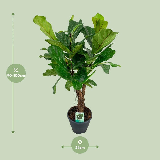 Ficus Lyrata (Geigenfeige) ↑ 100 cm