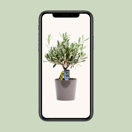 Olea Olive (Olive Tree) ↑ 35 cm