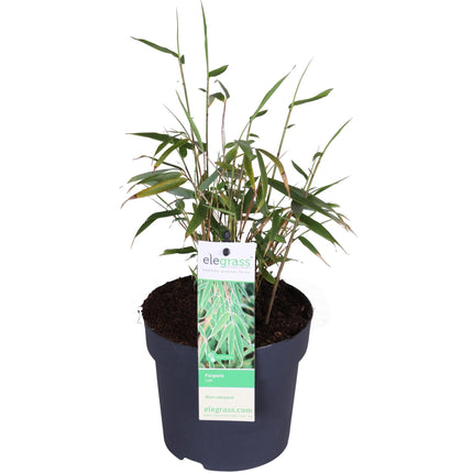 Fargesia rufa (Bambuspflanze) ↑ 40cm