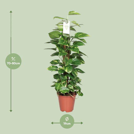 Epipremnum Pinnatum (Dragon Ivy) ↑ 80 cm