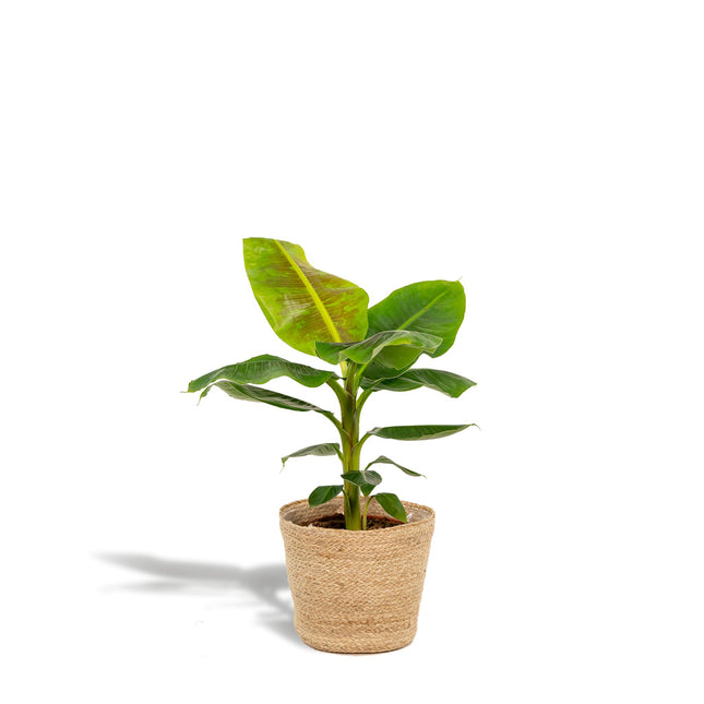 Musa Dwarf Cavendish - ↨90cm - Ø21cm + Mand Selin