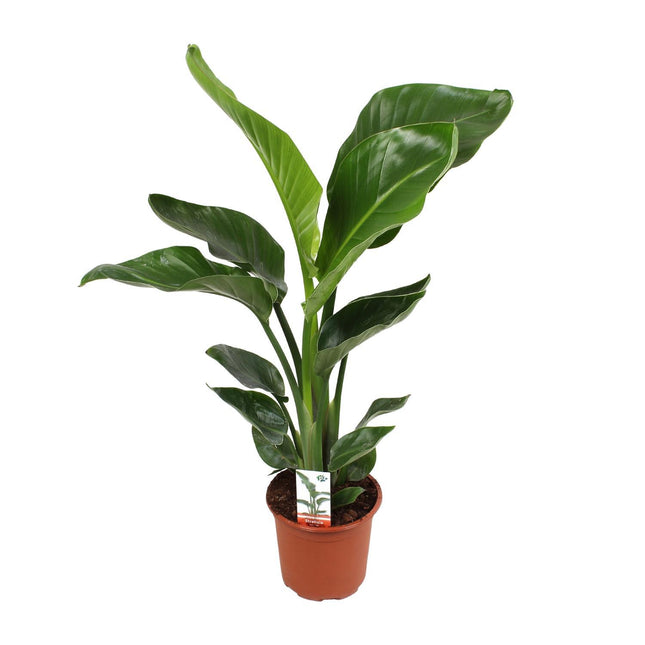 Strelitzia Nicolai - Ø17 cm - ↑70 cm
