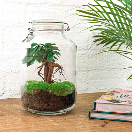 Jar Terrarium Kit • Bonsaï Ficus Ginseng • Écosystème avec plantes • ↑ 28 cm
